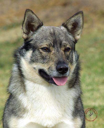 Swedish Vallhund 9K001D-14.JPG